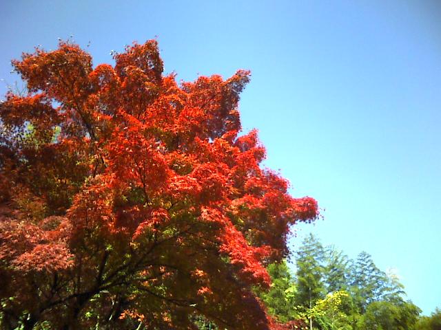 千里中央公園の紅葉２