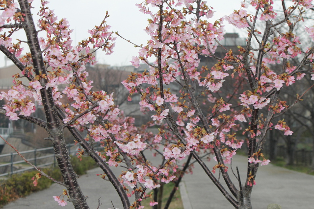 春の雨薄明かりなす花の群れ（はるのあめ うすあかりなす はなのむれ