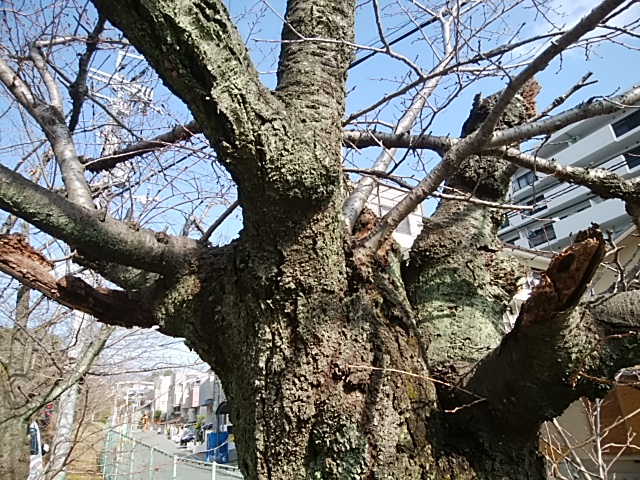 荒くれた冬の桜は幹がいい 笑うかわせみ 俳句手帳
