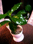 coffee-1.jpg