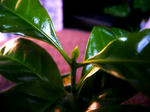 coffee-2.jpg