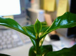 coffee-20080518.jpg