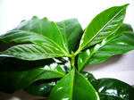 coffee-20080528.jpg