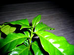 coffee-20080618.jpg