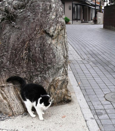 hachimanneko.jpg