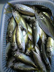 PA0_0016.JPG