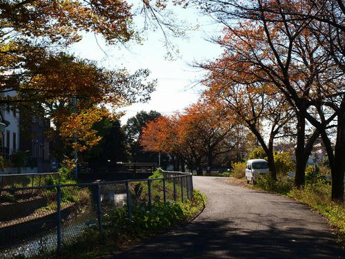 20081122-hikawanyotai-02.jpg