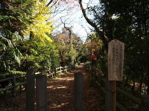 20081122-hikawanyotai-18.jpg