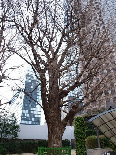 20090211-roppongi-shinbashi-01.jpg