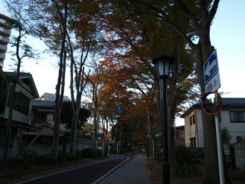 20081122-hikawa-06.jpg