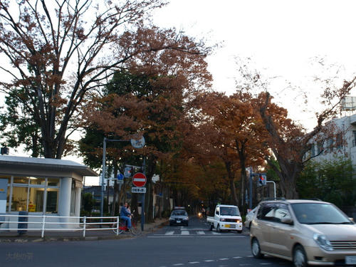 20081122-hikawa-11.jpg