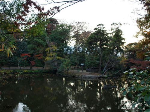 20081122-hikawa-18.jpg