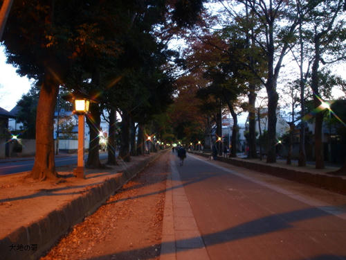 20081122-hikawa-19.jpg
