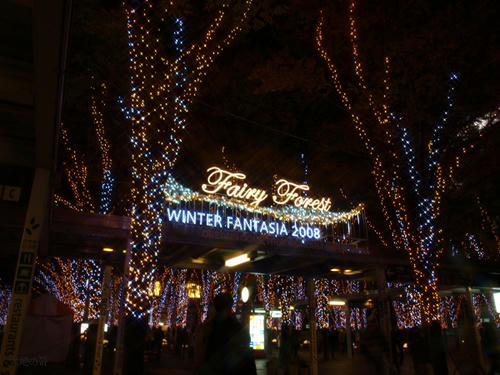 20081122-hikawa-24.jpg