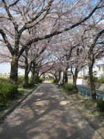 桜並木