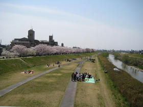 お花見
