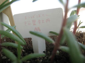 松葉牡丹
