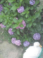 紫陽花とアヒル