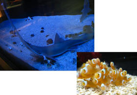 きれいな魚たち