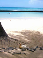 Wikiki Beach