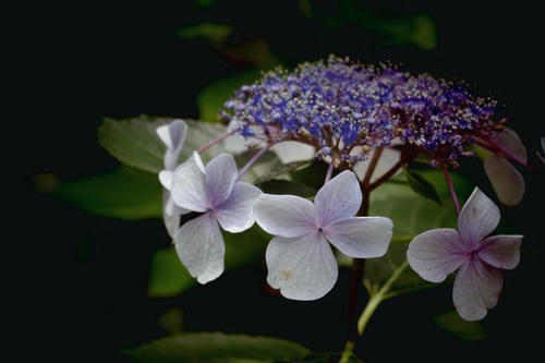 image1.jpg
