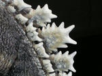 1ec78275.jpg