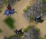 inu.JPG