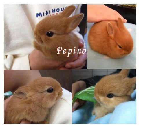 pepino-1-28.jpg