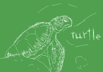 turtle.PNG