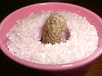 DSCF1773.JPG