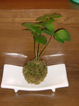 DSCF1591.JPG