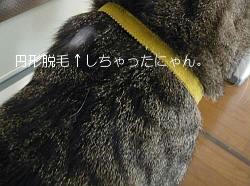 フロントラインで円形脱毛。（涙