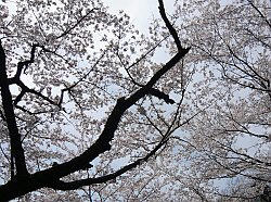 桜。