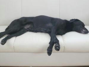 ソファで気持ち良さそうに寝る犬。