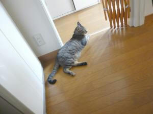 床でくつろぐ猫。
