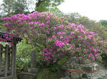 CIMG0337.JPG