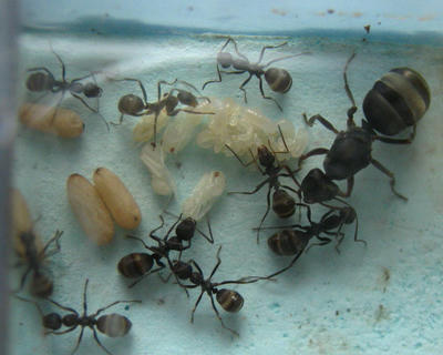 クロヤマアリの幼虫、蛹、繭
