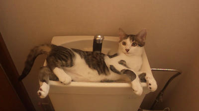 猫とトイレ