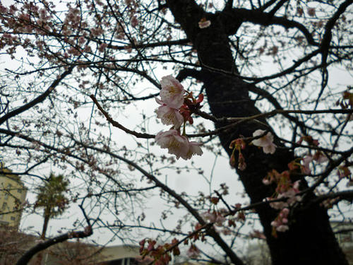 130206-atamizakura.jpg