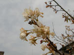 さくらんぼの花
