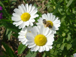 花８