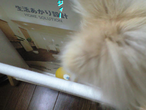 CA390635.JPG