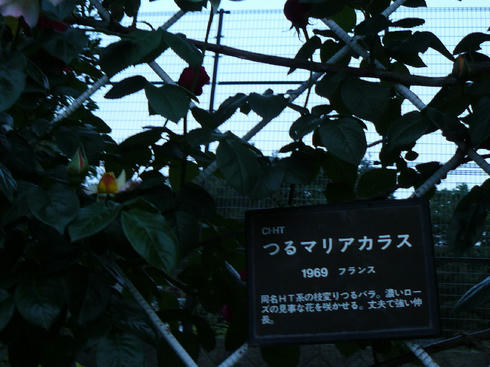 P1020297.JPG