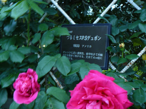 P1020299.JPG