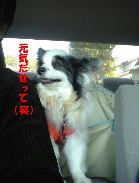 CA391068.JPG