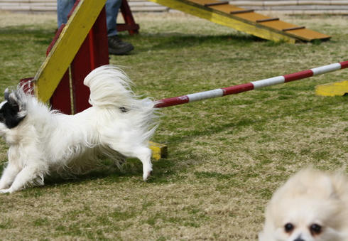 IMG_1729.JPG
