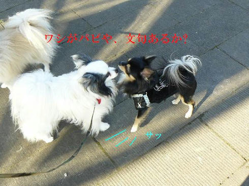 P1060989.jpg