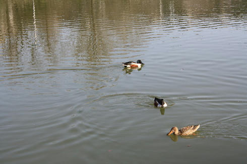 IMG_1063.JPG