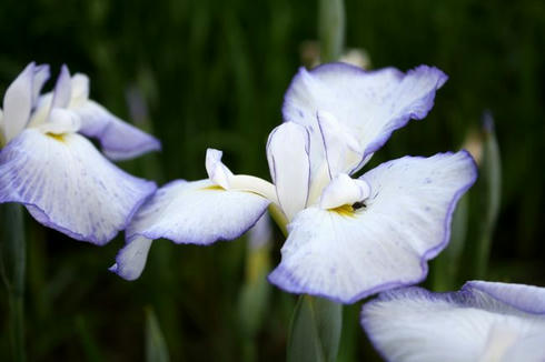 IMG_7025.JPG