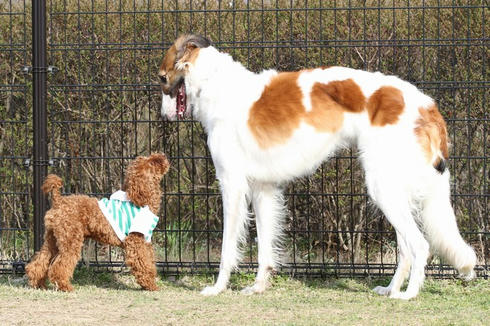 なんでやねん と なんでやね ん との違い うちの若日記